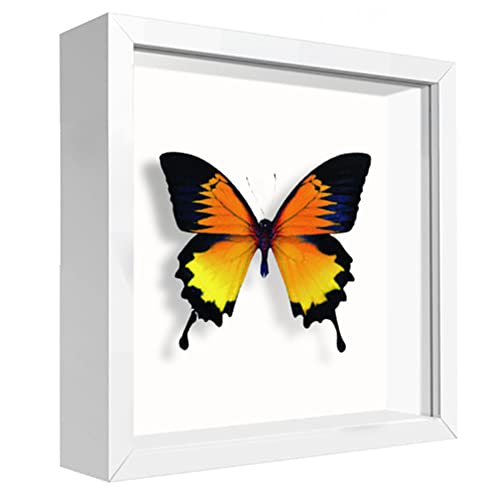 5x5 Small Shadow Box Frame Display Case, Display Case Box for Memorabilia, Medal, Wedding Memories, Crafts, Tickets and Photos (White, 5x5) - color: White, size: 5x5