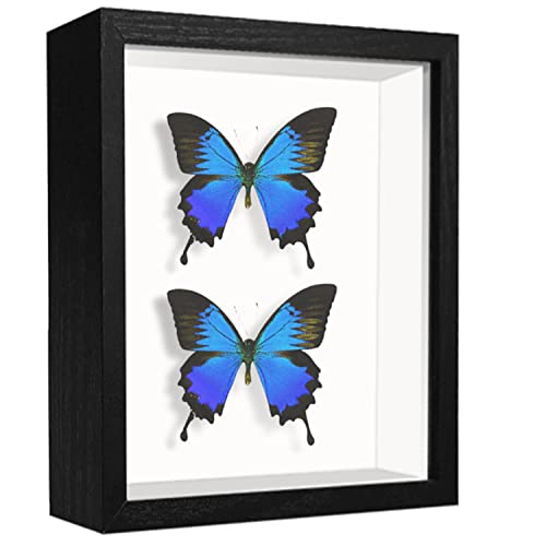 5x7 Small Shadow Box Frame Display Case, Display Case Box for Memorabilia, Medal, Wedding Memories, Crafts, Tickets and Photos (Black, 5x7) - color: Black, size: 5x7