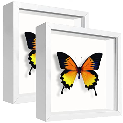 5x5 White Small Shadow Box Frame Display Case , Display Case Box for Memorabilia, Medal, Wedding Memories, Crafts, Tickets and Photos (2Pcs-White, 5x5) - color: 2pcs-white, size: 5x5