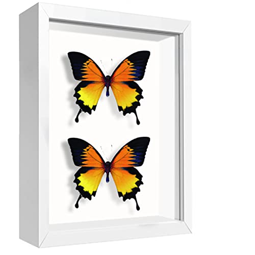 5x7 Small Shadow Box Frame Display Case , Display Case Box for Memorabilia, Medal, Wedding Memories, Crafts, Tickets and Photos (White, 5x7) - color: White, size: 5x7