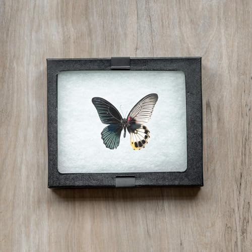 SE Glass Top Display Box - JT925 - size: 6-¼” x 5-¼” x ¾"