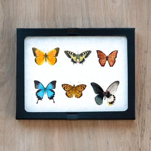 SE Glass Top Display Box - JT926 - size: 8-⅝” x 6-⅝” x ¾"