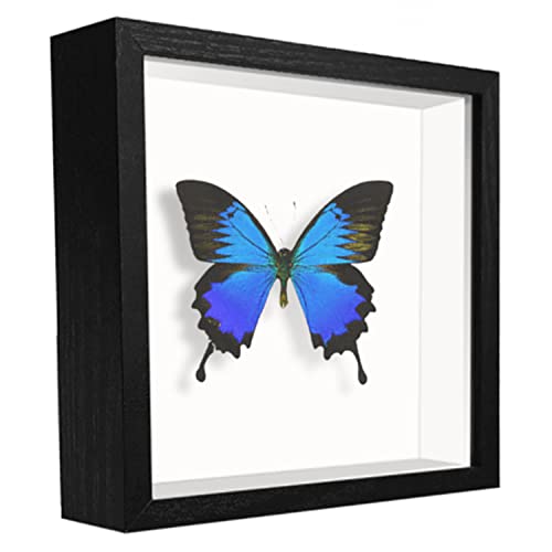 5x5 Small Shadow Box Frame Display Case , Display Case Box for Memorabilia, Medal, Wedding Memories, Crafts, Tickets and Photos (Black, 5x5) - color: Black, size: 5x5