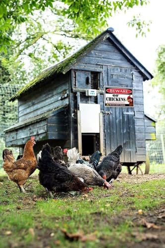 Beware of Chickens Sign, 8"x12" Novelty Chicken Coop Decor - color: Beware of Chickens