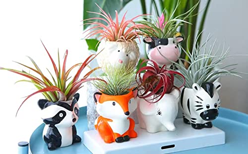 Melphoe 6Pcs Air Plant Holder Cartoon Shaped Small Succulent Pots Animal Planters Small Ceramic Pot Drainage for Mini Plant Cactus Flower, Tillandsia Air Fern, Display Stand Home, Office Desktop