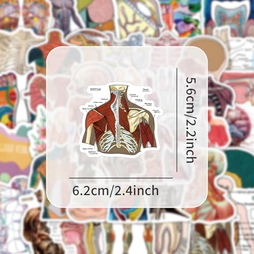 100PCS Anatomy Stickers, Vinyl Waterproof Anatomy Decals Pack for Water Bottle, Helmet,Journaling, Laptop, Phone, Biology Anatomy Human Body Organ Stickers for Students Teachers - color: Anatomy Stickers