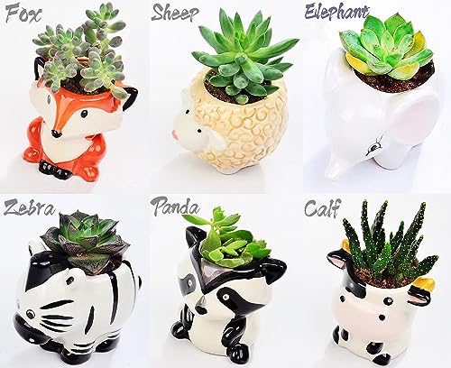 Melphoe 6Pcs Air Plant Holder Cartoon Shaped Small Succulent Pots Animal Planters Small Ceramic Pot Drainage for Mini Plant Cactus Flower, Tillandsia Air Fern, Display Stand Home, Office Desktop