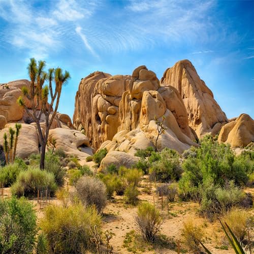 BELECO 8x8ft Fabric Desert Backdrop Joshua Tree National Park Photography Backdrop Odd Trees Rocky Mountains Natural Scenery Holiday Background Hiking Camping Pictures Home Decor Photo Studio Props - size: 8x8FT
